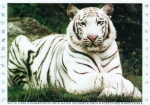 WHITE TIGER - CMYK, Foto, Raster - Wasserfarbe